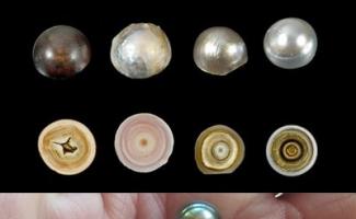 Pearls: types, forms and value Legends and stories