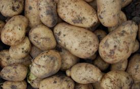 Ali je mogoče pospešiti postopek lupljenja krompirja?
