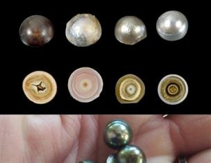 Pearls: types, forms and value Legends and stories